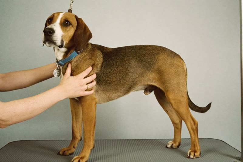 A dog standing calmly on a grooming table being handled