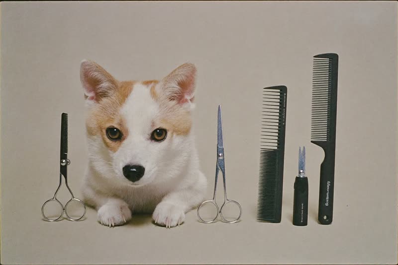 Grooming brushes, combs and clippers laid out on a clean surface