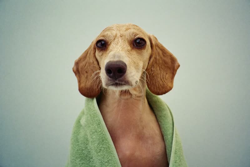 A small dog wrapped in a towel after a bath