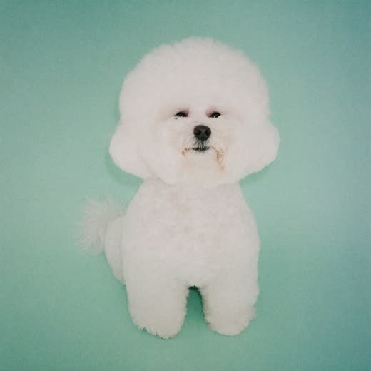 A small fluffy dog with a freshly brushed white coat