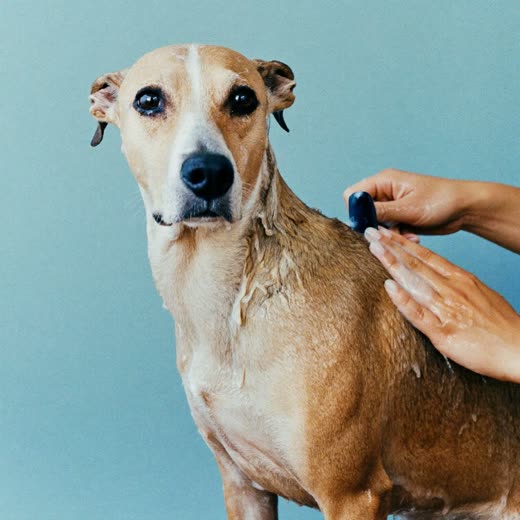 A dog being washed and lathered during a bath