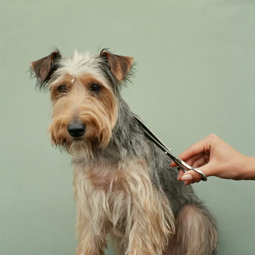 A terrier having its coat trimmed with scissors